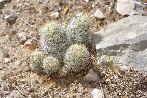 Junior Tom Thumb Cactus (Escobaria emskoetteriana)