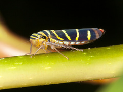 Dilobopterus quinquesignatus