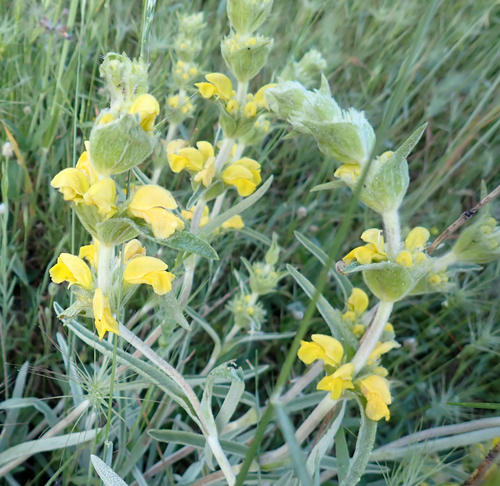 Avistamiento Phlomis lychnitis