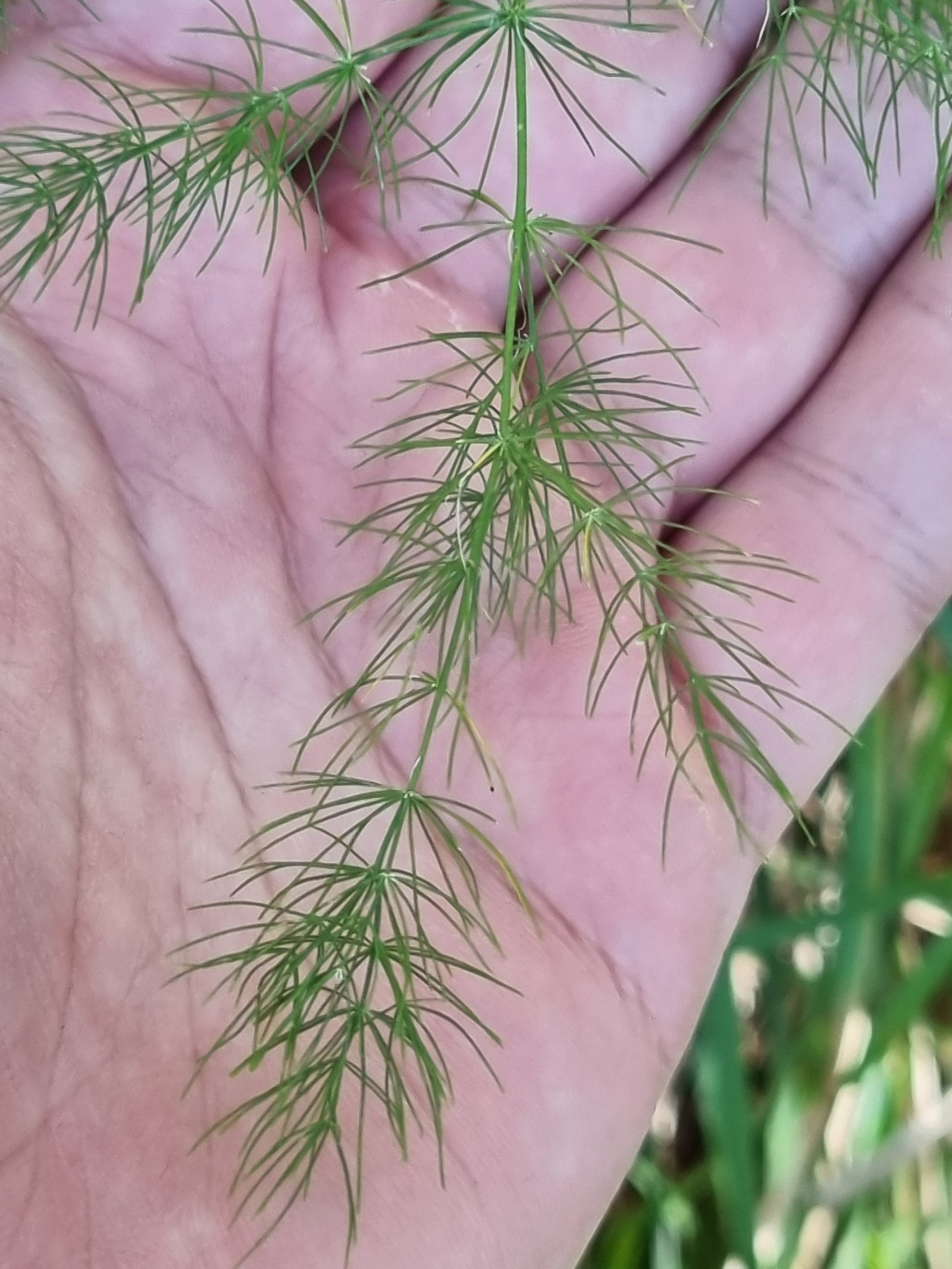 Asparagus Tenuifolius (Asparagus tenuifolius)