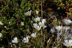 Cerastium glabratum