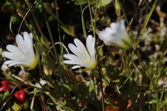 Cerastium glabratum