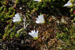 Cerastium glabratum