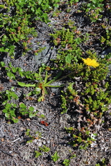 Taraxacum croceum