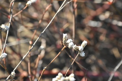 Alternanthera filifolia