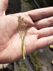 Poa annua