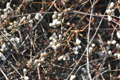 Alternanthera filifolia