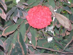 Brownea ariza