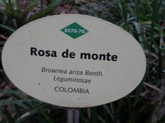Brownea ariza