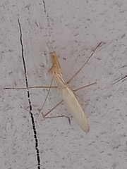 Mantis religiosa