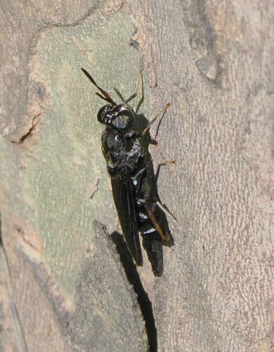 Unknown species found near Linwood, Cincinnati, OH, USA