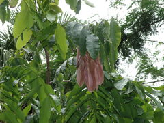 Brownea ariza