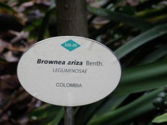 Brownea ariza