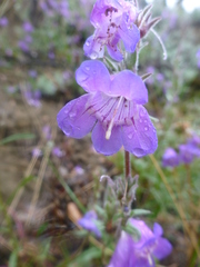 Penstemon gormanii