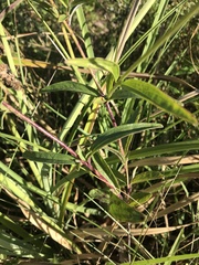 Buchnera floridana image