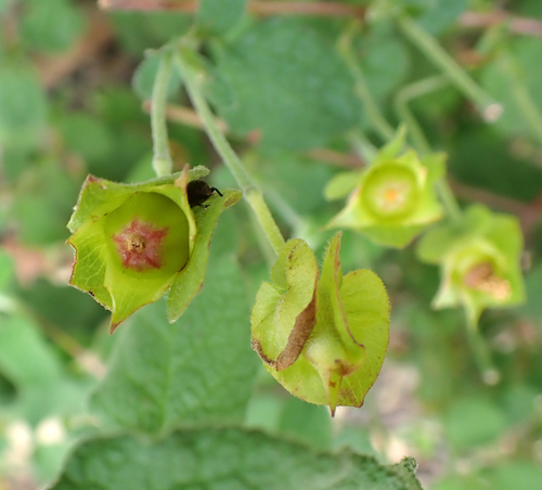 Avistamiento Cistus salviifolius