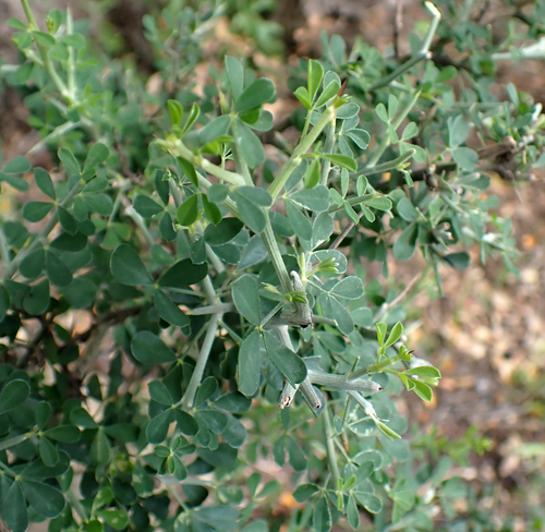 Avistamiento Calicotome villosa