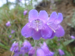 Penstemon gormanii