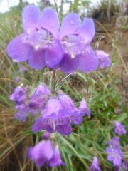 Penstemon gormanii