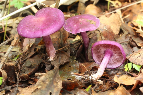 Tricholosporum tropicale