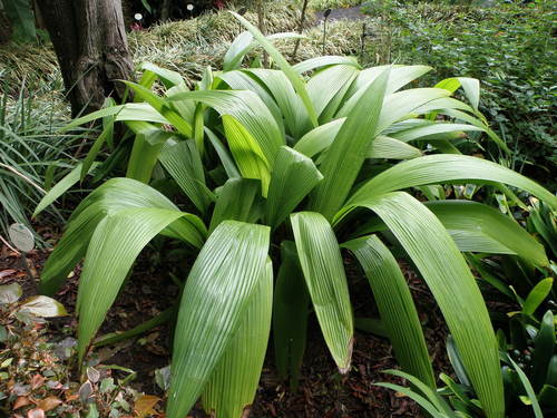Curculigo capitulata