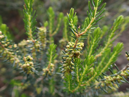Avistamiento Erica scoparia