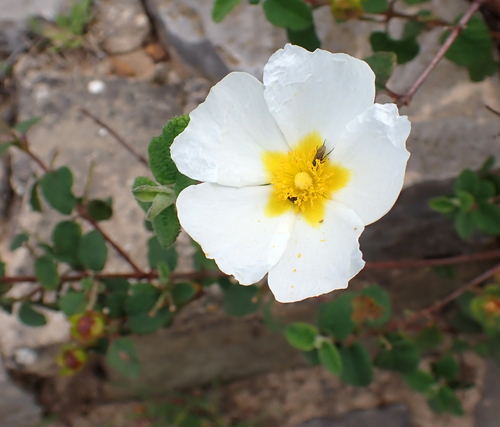 Avistamiento Cistus salviifolius