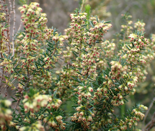 Avistamiento Erica scoparia