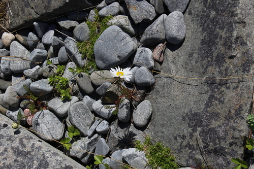 Tripleurospermum subpolare, photograph 3