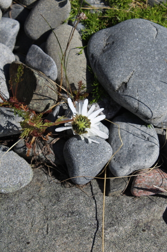 Tripleurospermum subpolare, photograph 2