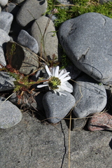 Tripleurospermum subpolare