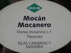 Visnea mocanera