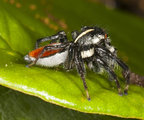 Frigga pratensis