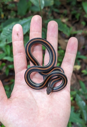 Grace's Kukri Snake, Oligodon octolineatus