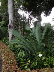 Encephalartos kisambo