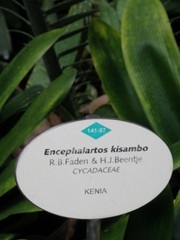 Encephalartos kisambo