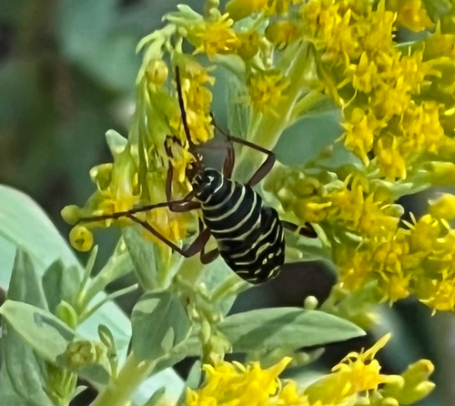 Mesquite Borer photo 4