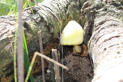 Volvariella bombycina flaviceps