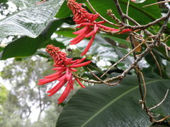 Erythrina rubrinervia
