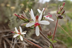 Pelargonium carnosum carnosum