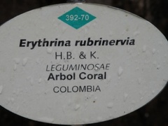 Erythrina rubrinervia