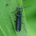 Treehugger Soldier Beetle - Photo (c) Mike Quinn, Austin, TX, some rights reserved (CC BY-NC), uploaded by Mike Quinn, Austin, TX