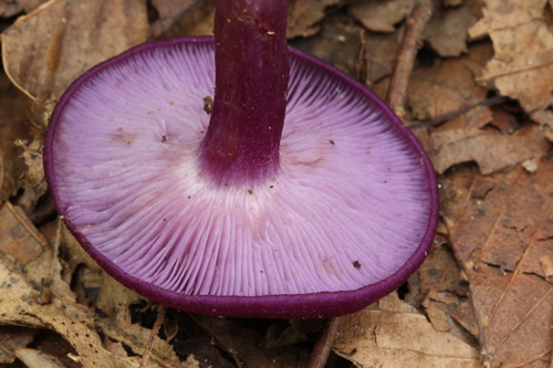 Tricholosporum tropicale