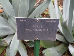 Agave polyacantha