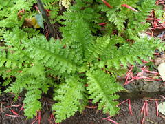 Gonospermum revolutum