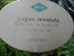 Gonospermum revolutum