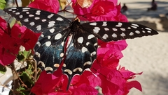 Pharmacophagus antenor