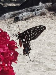 Pharmacophagus antenor