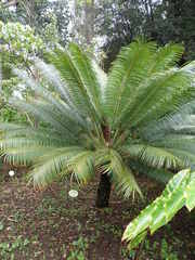 Cycas riuminiana