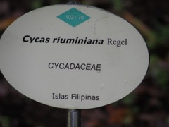 Cycas riuminiana